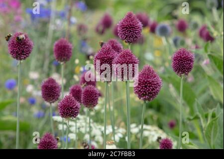 Le brun violet pilon à fleurs de pilons ou Allium sphaerocephalon vu avec d'autres plantes à fleurs d'été dans le jardin en juillet. Banque D'Images
