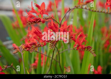 Vibrant Crocosmia Lucifer forte fleur écarlate sur un fond flou. Composition florale de vue latérale pour le bien-être, marketing de marque de jardinage floral. Banque D'Images