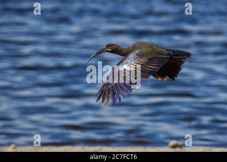 Hadeda ibis (Bostrychia hagedash) en vol. C'est un oiseau à gué avec de longues pattes, un long cou et une longue facture pour se nourrir d'insectes, de crustacés, de sp Banque D'Images
