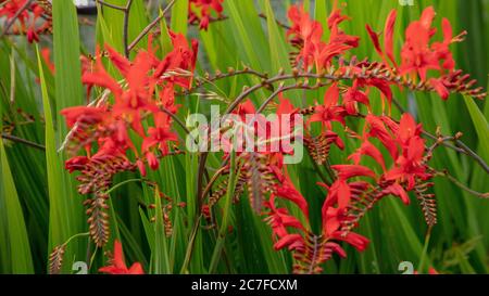 Vibrant Crocosmia Lucifer forte fleur écarlate sur fond de feuilles vertes. Composition de fleur frontale pour le bien-être, marketing de marque de jardinage floral. Banque D'Images