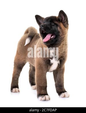 Chiot Akita américain in front of white background Banque D'Images