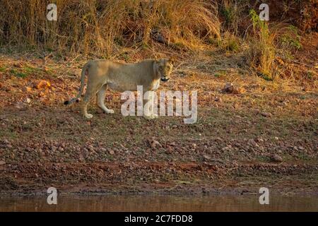 Lone Lioness (Panthera leo) photographié dans la nature Banque D'Images