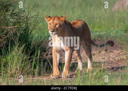 Lone Lioness (Panthera leo) photographié dans la nature Banque D'Images