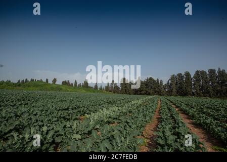 Les plantes de kale (Brassica oleracea) poussent dans un champ agricole. Photographié en Israël au printemps, avril Banque D'Images