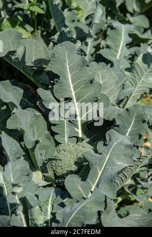 Les plantes de brocoli (Brassica oleracea) poussent dans un champ agricole. Photographié en Israël au printemps, avril Banque D'Images