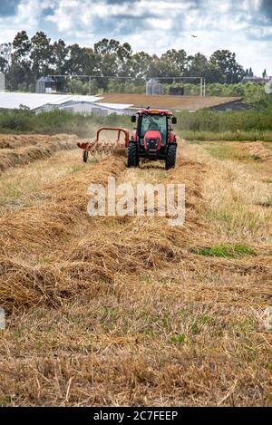 Un agriculteur qui se trouve sur un tracteur tourne le foin pour un meilleur séchage avant le clouage Banque D'Images