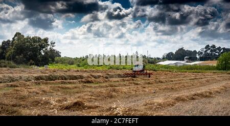 Panorama d'un agriculteur sur un tracteur tourne le foin pour un meilleur séchage avant le clouage Banque D'Images