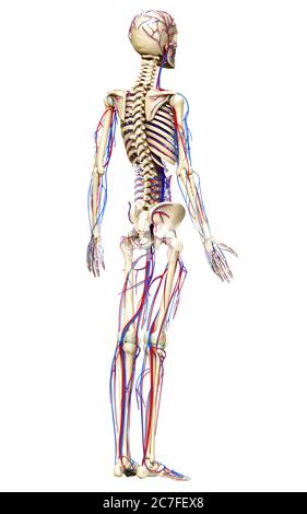 3d a rendu une illustration médicale précise du système circulatoire et squelette Banque D'Images