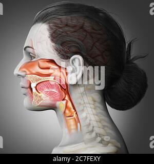 Illustration médicale précise de la trachée et de l'anatomie de l'œsophage de la femme, rendue en 3d Banque D'Images