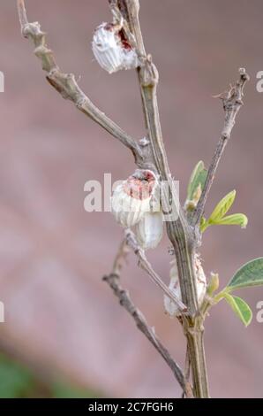 Icerya Purchasi (balance à coussin en coton) sur le Pigeon Peas Tree Banque D'Images