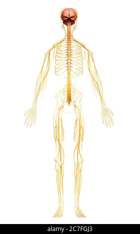 Médicalement en rendu 3d illustration précise du système nerveux Banque D'Images