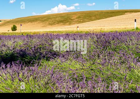 Magnifique champ de lavande dans la campagne toscane près du village de Santa Luce, Pise, Italie Banque D'Images