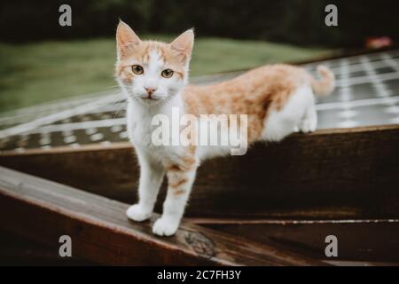 Curieux chaton blanc-brun debout à moitié sur le toit avec des panneaux solaires et à moitié sur la main courante humide en bois pendant la journée de pluie dans les montagnes slovènes Banque D'Images