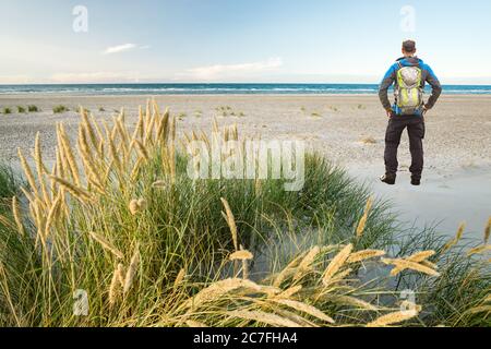 Homme avec Backpack randonnée dans une belle herbe de marram de dunes côtière venteuse vers la plage de la mer du Nord en douce soirée coucher du soleil. Skagen Nordstrand Banque D'Images