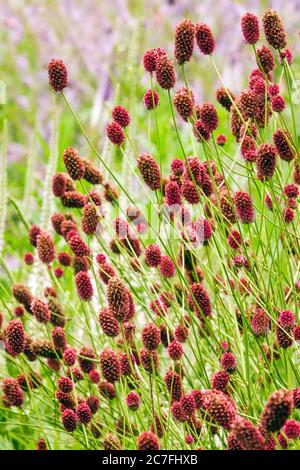 Sanguisorba officinalis 'Crimson Queen' Banque D'Images