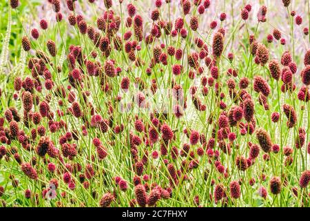 Sanguisorba officinalis 'Crimson Queen' Banque D'Images