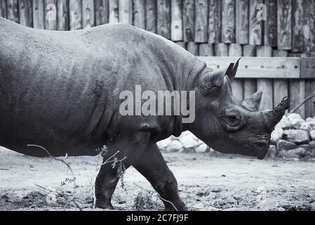 Gros plan en niveaux de gris d'un rhinocéros noir se promenant derrière le clôture Banque D'Images