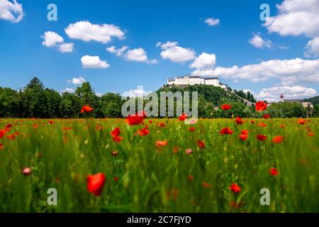 Salzbourg, Autriche. 29e. Mai 2020. Le château de Hohensalzburg sur le Festungsberg à Salzbourg vu d'un champ de coquelicots rouges. Banque D'Images