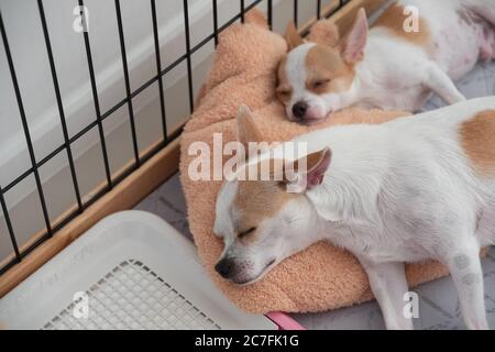 Deux chiots Chihuahua blancs dormant sur un oreiller dans un animal de compagnie de cage Banque D'Images