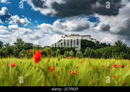Salzbourg, Autriche. 29e. Mai 2020. Le château de Hohensalzburg sur le Festungsberg à Salzbourg vu d'un champ de coquelicots rouges. Banque D'Images