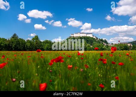 Salzbourg, Autriche. 29e. Mai 2020. Le château de Hohensalzburg sur le Festungsberg à Salzbourg vu d'un champ de coquelicots rouges. Banque D'Images