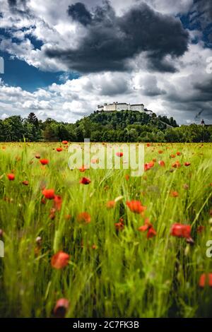 Salzbourg, Autriche. 29e. Mai 2020. Le château de Hohensalzburg sur le Festungsberg à Salzbourg vu d'un champ de coquelicots rouges. Banque D'Images
