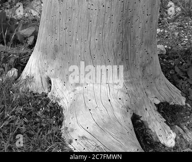 Souche sèche d'un arbre, mangée par des coléoptères de la ver du bois Banque D'Images