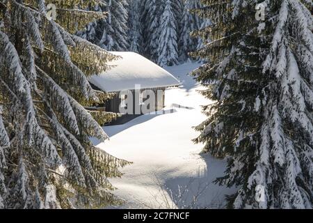 Ancienne cabine de ski en bois enneigée cachée derrière les arbres dans les Alpes près de Hauchenberg Diepholz. Allgau, Bavière, Allemagne. Banque D'Images