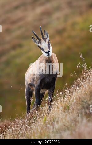 Tatra chamois debout sur une colline escarpée en été nature. Banque D'Images