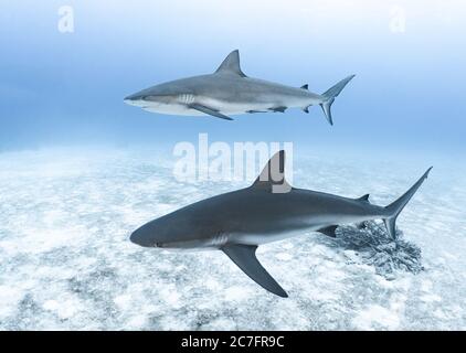 Paire de requins nageant dans l'océan pendant la journée Banque D'Images