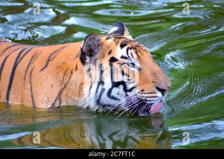 Le tigre est la plus grande espèce de chat existante et un membre du genre Panthera. Il est plus reconnaissable pour ses rayures verticales foncées sur orange-marron Banque D'Images