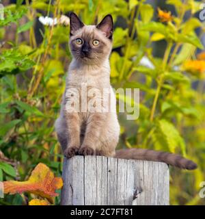 Chaton siamois assis dans le jardin, couleurs d'automne Banque D'Images