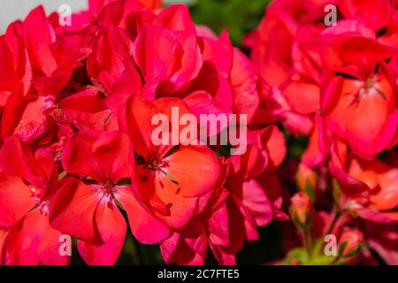 Gros plan des buissons de lobélias rouges dans un jardin entouré par verdure sous la lumière du soleil Banque D'Images