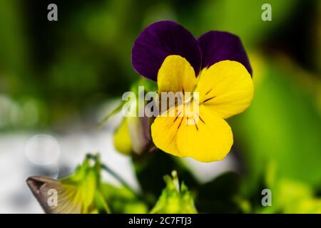 Gros plan d'une pansy dans un jardin entouré de verdure sous la lumière du soleil avec un arrière-plan flou Banque D'Images