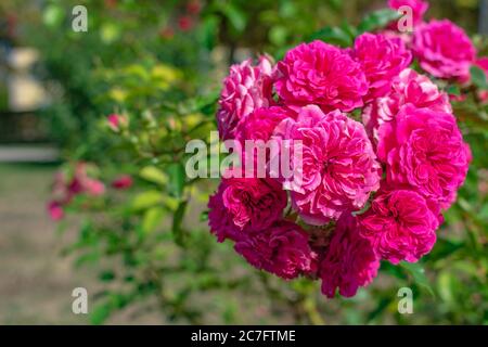 Gros plan de magnifiques fleurs floribunda sur un arrière-plan flou Banque D'Images