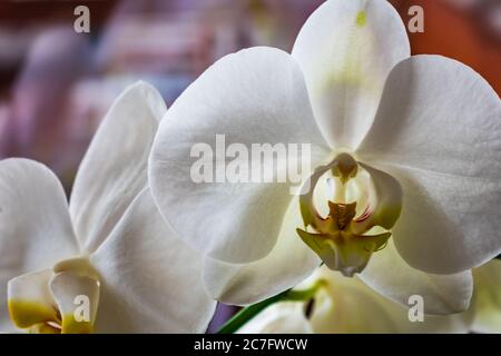 Gros plan d'orchidées de papillon dans un jardin entouré de fleurs avec un arrière-plan flou Banque D'Images