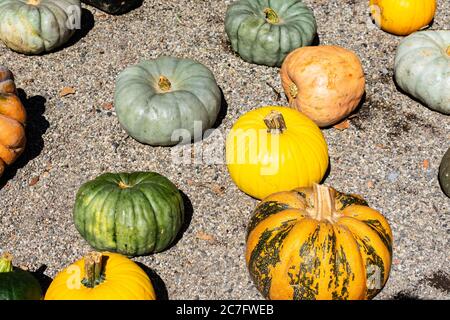 Peu de citrouilles différentes sur le sable - idéal pour un fond d'écran Banque D'Images