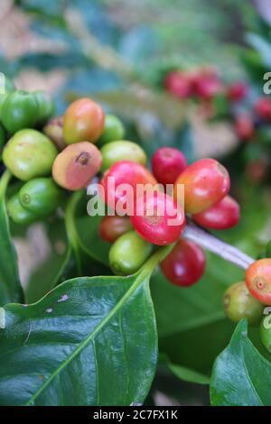 Image verticale de la branche des arbres de la recherche de cerises de café mûres Banque D'Images