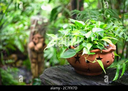 Pothos doré ou Epipremnum aureum en pot de fleurs dans un jardin tropical vert. Banque D'Images