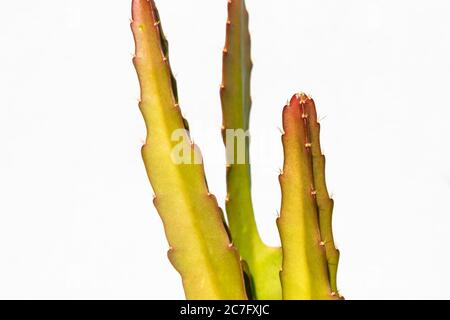 Plan isolé des branches d'une plante exotique avec épines sur fond blanc Banque D'Images