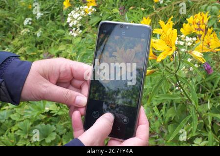 Identification des fleurs à l'aide d'une application d'identification de plantes sur un téléphone mobile (téléphone cellulaire). L'image montre Alstroemeria aurea (fleurs jaunes) également connu sous le nom de nénuphars péruviens Banque D'Images