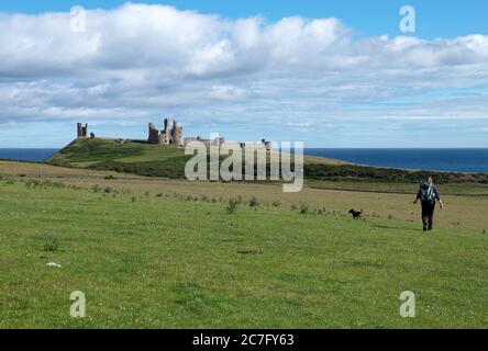 Marcheur de chiens sur la côte de Northumberland près du château de Dunstanburgh, au nord-est de l'Angleterre Banque D'Images