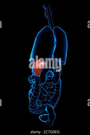 illustration de l'anatomie de la rate rendue en 3d, précise sur le plan médical Banque D'Images