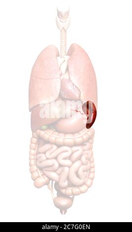 illustration de l'anatomie de la rate rendue en 3d, précise sur le plan médical Banque D'Images