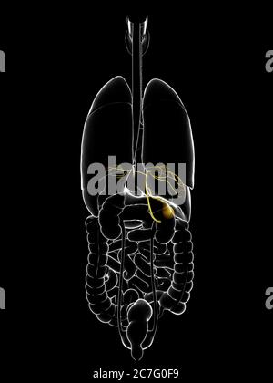 3d rendu médicalement précis illustration des organes vésicule biliaire Anatomie Banque D'Images