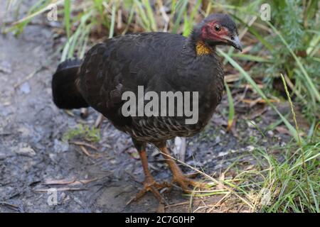 Une brushturkey australienne ou une dinde australienne ou une gweela, également appelée dinde brousse ou dinde de de brousse vu dans le Sydney Harbour National Banque D'Images