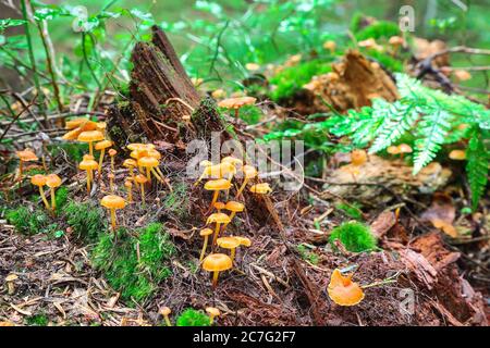 Champignons et mousse attachés à une souche d'arbre coupée. Colonie de champignons sur la vieille souche Banque D'Images