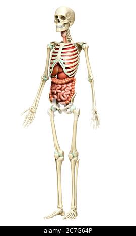 3d a rendu une illustration médicale précise des organes internes et du système squelette Banque D'Images