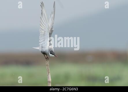 Mise au point sélective d'un oiseau de Sterne à Whiskered un bâton de bois avec un arrière-plan flou Banque D'Images