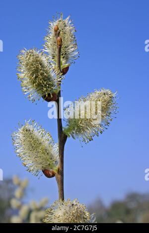 Le chat de saule, l'inflorescence du saule Salix caprea au printemps Banque D'Images